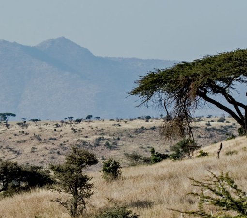Nasolot National Reserve with cross wild safaris