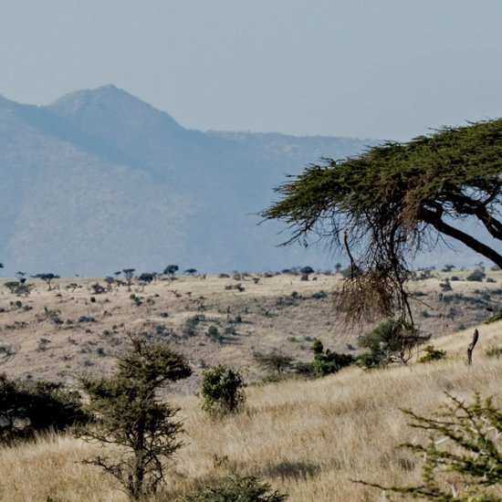 Nasolot National Reserve with cross wild safaris
