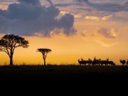sunrise at masai mara luxury safari