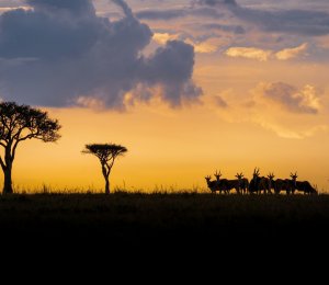 sunrise at masai mara luxury safari