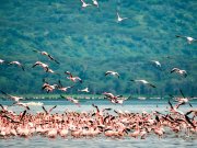 Thousands of pink lesser flamingos feeding on the shores of Lake Nakuru National Park
