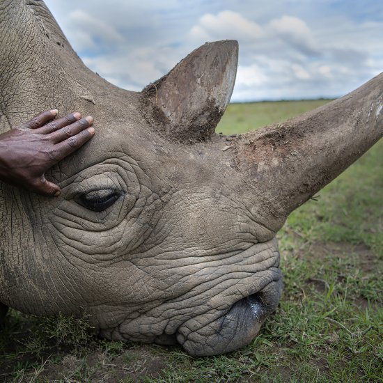 big five animals in ol pejeta in Kenya with cross wild safaris