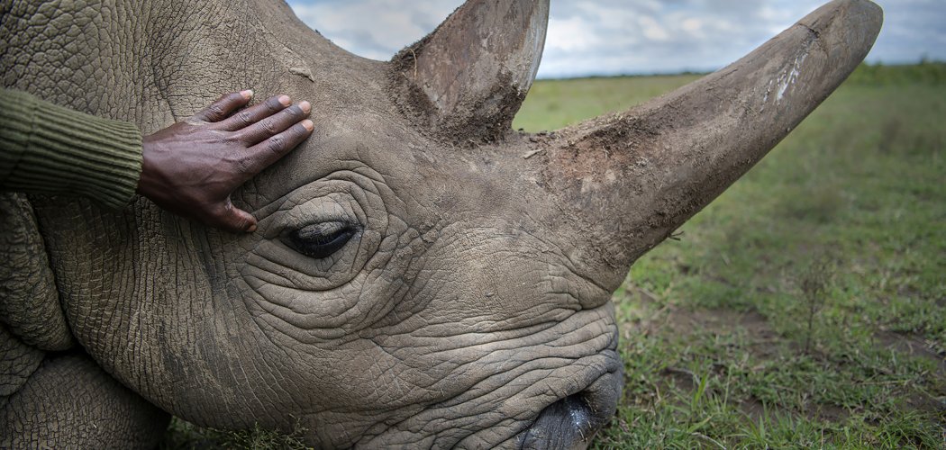 big five animals in ol pejeta in Kenya with cross wild safaris