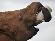 An orphaned elephant calf feeding at the sheldrick elephant orphanage