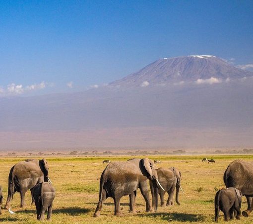 elephants in amboseli national park with a backdrop of mount kilimankjaro