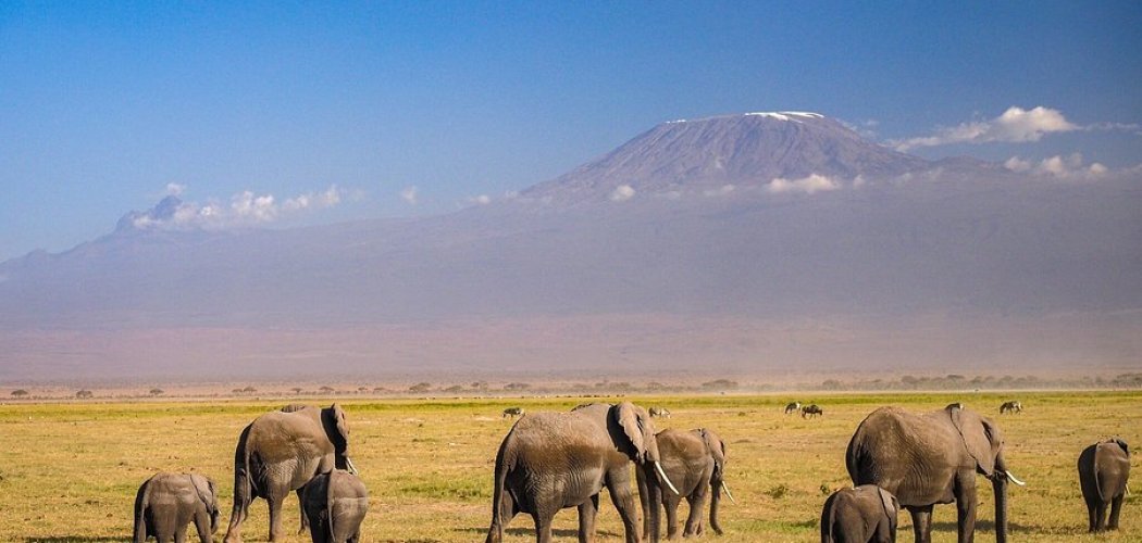 elephants in amboseli national park with a backdrop of mount kilimankjaro