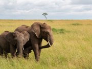Elephants grazing in Masai Mara Kenya