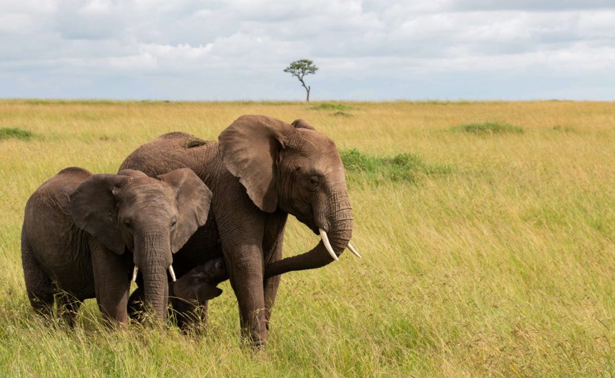 Elephants grazing in Masai Mara Kenya