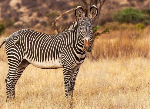 GREVYS ZEBRA, ONE OF THE ZEBRA SPECIES