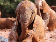 Baby Elephant enjoying mud in daphne-sheldrick-elephant-orphanage