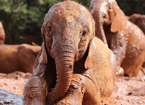 Baby Elephant enjoying mud in daphne-sheldrick-elephant-orphanage