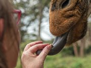 feeding giraffes at giraffe center Nairobi Kenya