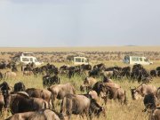 Wildebeest spotted on a Kenya budget big 5 safari in masai mara