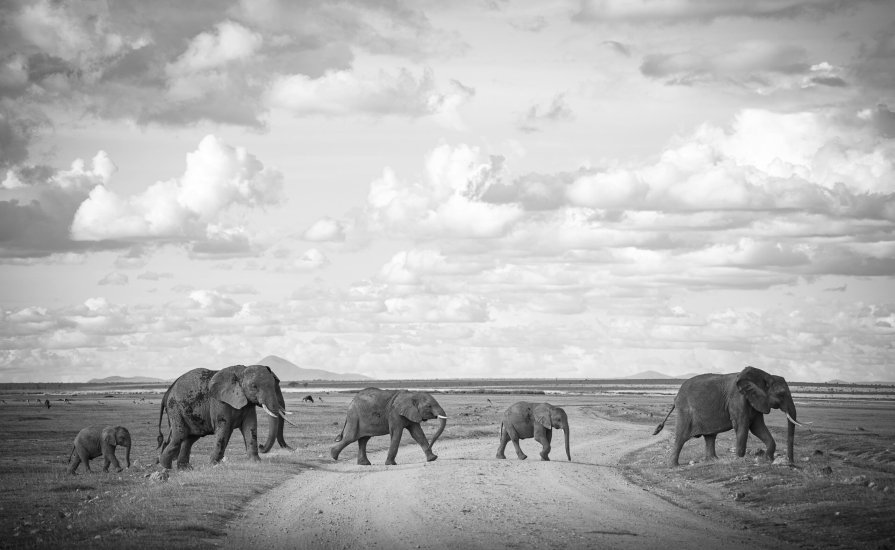 Elephants spotted roaming in Amboseli on a kenya budget safari