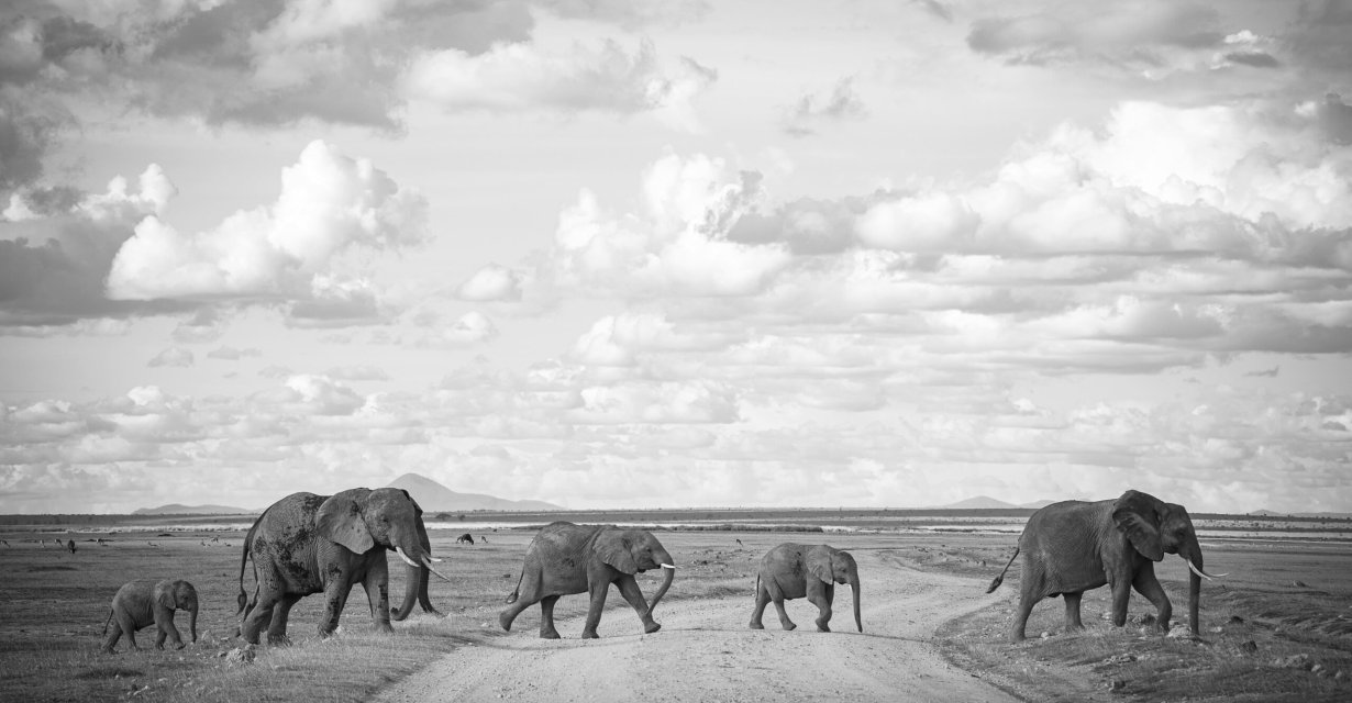 Elephants spotted roaming in Amboseli on a kenya budget safari