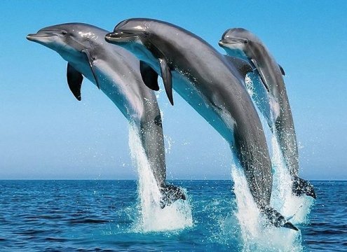 : Dolphins swimming near a boat on the way to Wasini Island