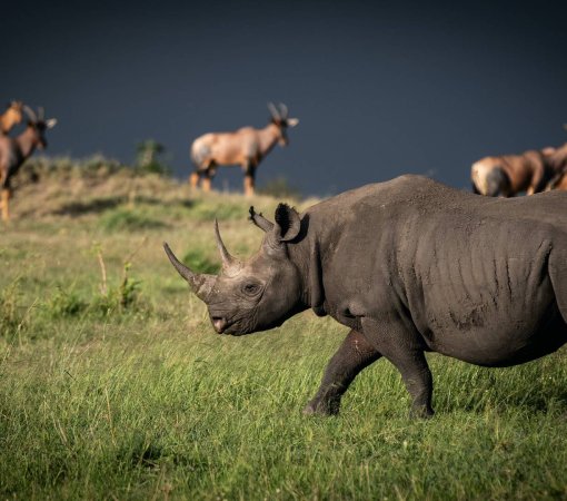endangered species, black rhino conservation Kenya