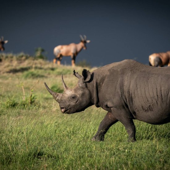 endangered species, black rhino conservation Kenya