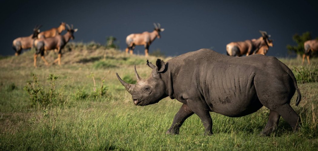 endangered species, black rhino conservation Kenya