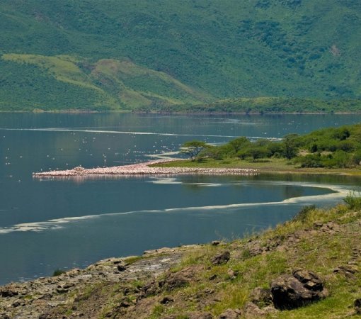 Lake Bogoria national reserve vs lake Nakuru national park with cross wild safaris