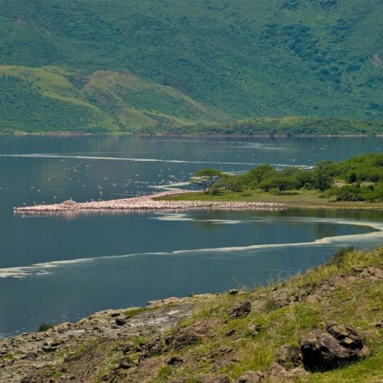 Lake Bogoria national reserve vs lake Nakuru national park with cross wild safaris
