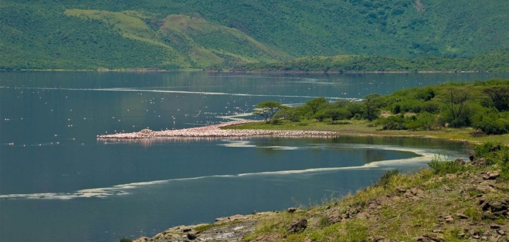 Lake Bogoria national reserve vs lake Nakuru national park with cross wild safaris