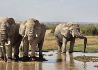 flying safaris with cross wild safaris at Amboseli national park in Kenya