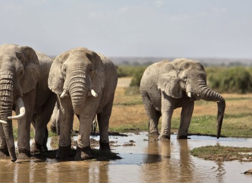 flying safaris with cross wild safaris at Amboseli national park in Kenya