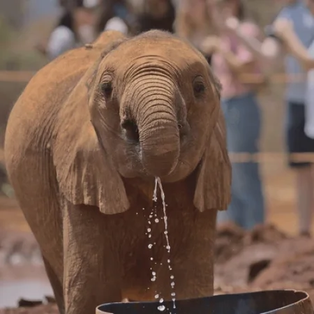 Baby elephants playing at David Sheldrick Wildlife Trust in Nairobi WITH CROSS WILD SAFARIS