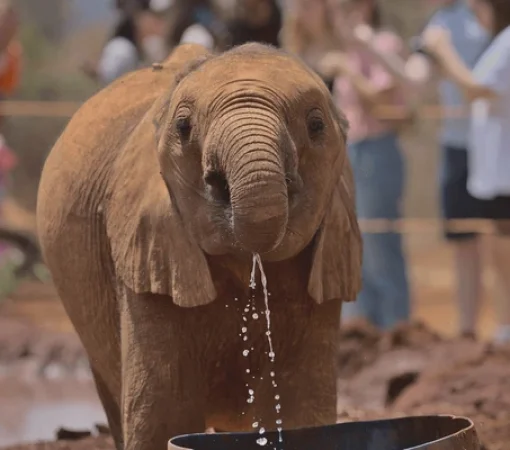 Baby elephants playing at David Sheldrick Wildlife Trust in Nairobi WITH CROSS WILD SAFARIS