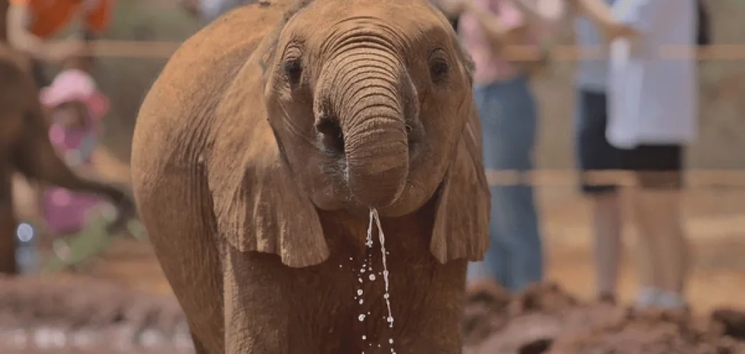 Baby elephants playing at David Sheldrick Wildlife Trust in Nairobi WITH CROSS WILD SAFARIS