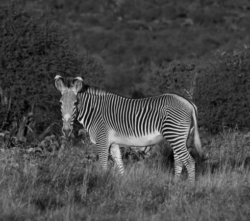 Kenya safari beyond the Masai Mara - samburu - tsavo - amboseli