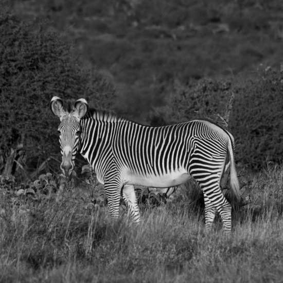 Kenya safari beyond the Masai Mara - samburu - tsavo - amboseli