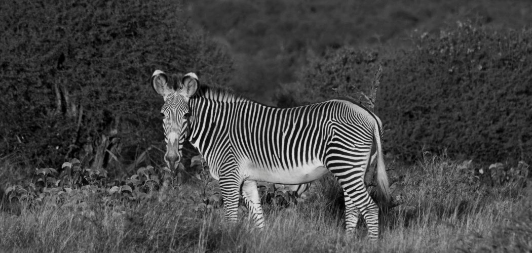Kenya safari beyond the Masai Mara - samburu - tsavo - amboseli