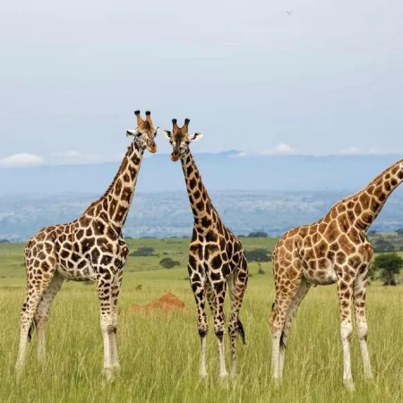 5 Fun Facts About Giraffes in kenya