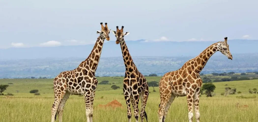 5 Fun Facts About Giraffes in kenya