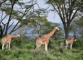 Mid-range safari at lake Nakuru with cross wild safaris