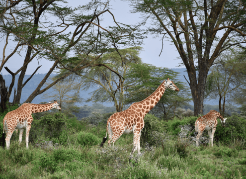 Mid-range safari at lake Nakuru with cross wild safaris