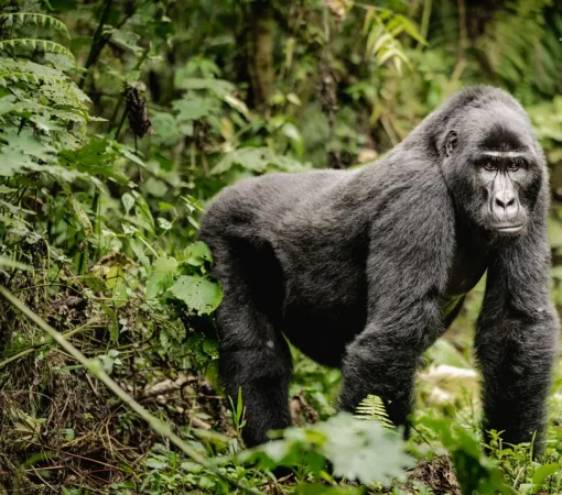 Mountain gorilla in Bwindi Impenetrable National Park, Uganda.