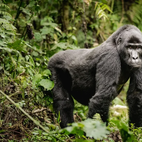 Mountain gorilla in Bwindi Impenetrable National Park, Uganda.