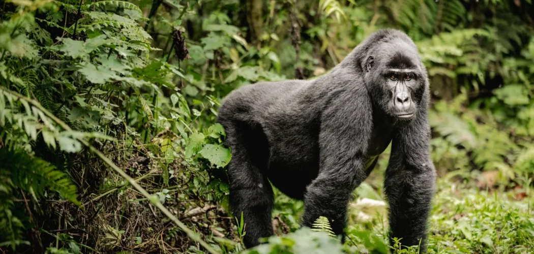 Mountain gorilla in Bwindi Impenetrable National Park, Uganda.