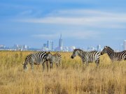 zebras grazing in Nairobi national park with the backdrop og nairobi's skyline