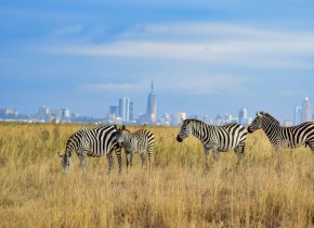 zebras grazing in Nairobi national park with the backdrop og nairobi's skyline