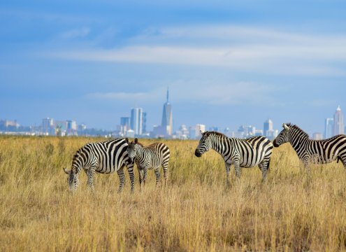 zebras grazing in Nairobi national park with the backdrop og nairobi's skyline