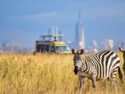A zebra spotted in nairobi national park on a half day nairobi safari