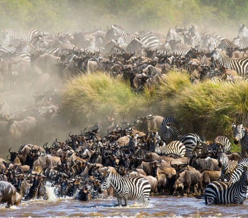 THE GREAT MIGRATION IN MASAI MARA WITH CROSS WILD SAFARIS