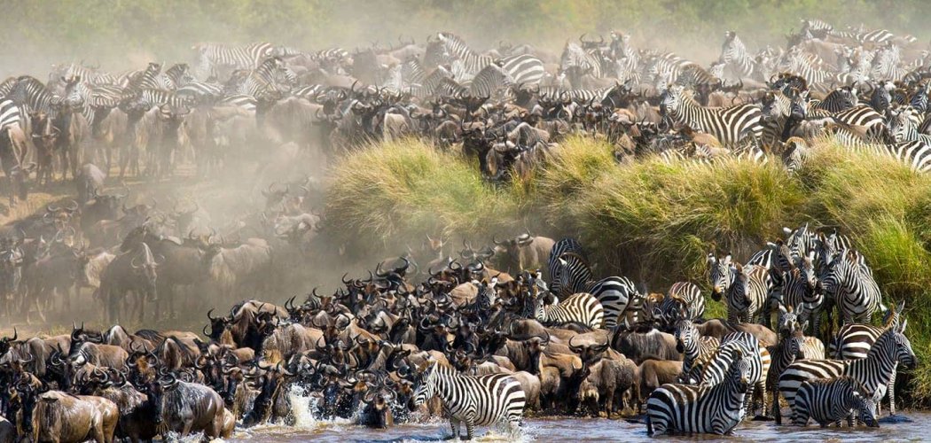 THE GREAT MIGRATION IN MASAI MARA WITH CROSS WILD SAFARIS