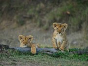 Mid-range safari with cross wild safaris at Masai Mara