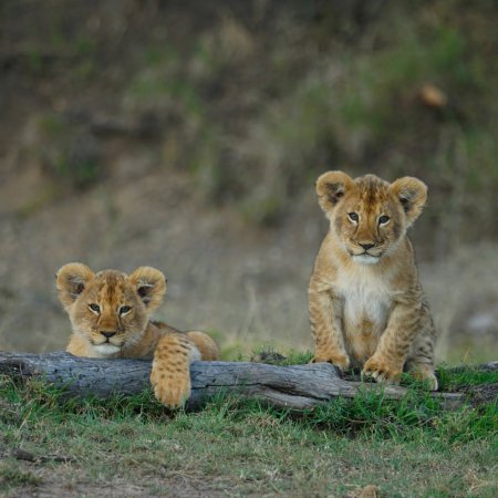 Mid-range safari with cross wild safaris at Masai Mara