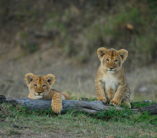 Mid-range safari with cross wild safaris at Masai Mara